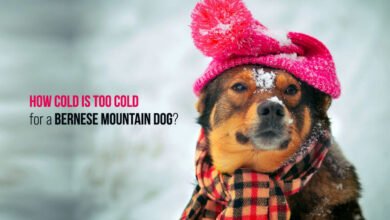 how cold is too cold for a bernese mountain dog, bernese mountain dog temperament, what temperature is too hot for a bernese mountain dog, bernese mountain dog lifespan, bernese mountain dog weight, bernese mountain dog for sale, bernedoodle cold weather, bernese mountain dog puppy