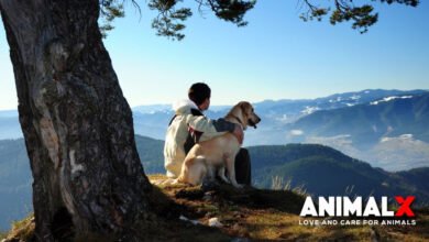 Is It Worth To Use A Halo Dog Fence? A Detailed Manual