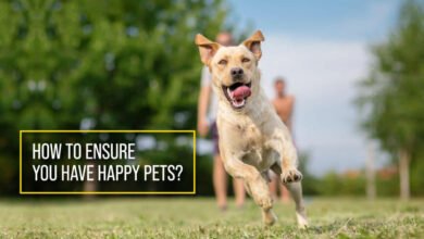 how to ensure you have happy pets, how to keep your pet healthy, how to take care of your pet essay, 10 golden rules in taking care of pets, how to protect and take care of animals, how to take care of animals for grade, ways of taking good care of my pet plant